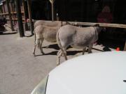 Oatman (7).JPG